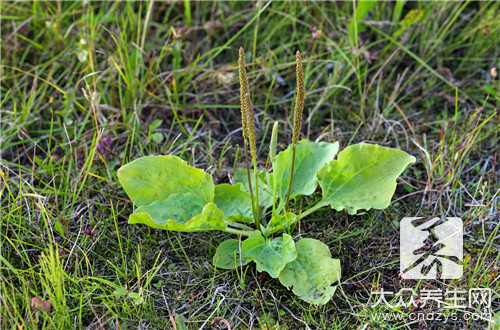 夏天常吃這些野菜，可以治療風(fēng)濕性關(guān)節(jié)炎，腰膝酸痛，頭痛